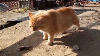 観光客の猫ジャラシ攻撃も全く通用しないフワフワ茶トラ野良猫