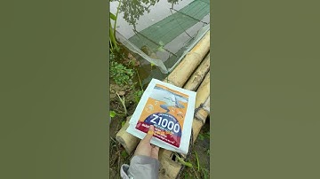 khi nào nên sử dụng men vi sinh trong quá trình nuôi ốc  #hieuthuysan #ocbuouden #ocnhoi