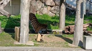 高校生がトラのショウヘイのおもちゃをプレゼント📦 | 地方独立行政