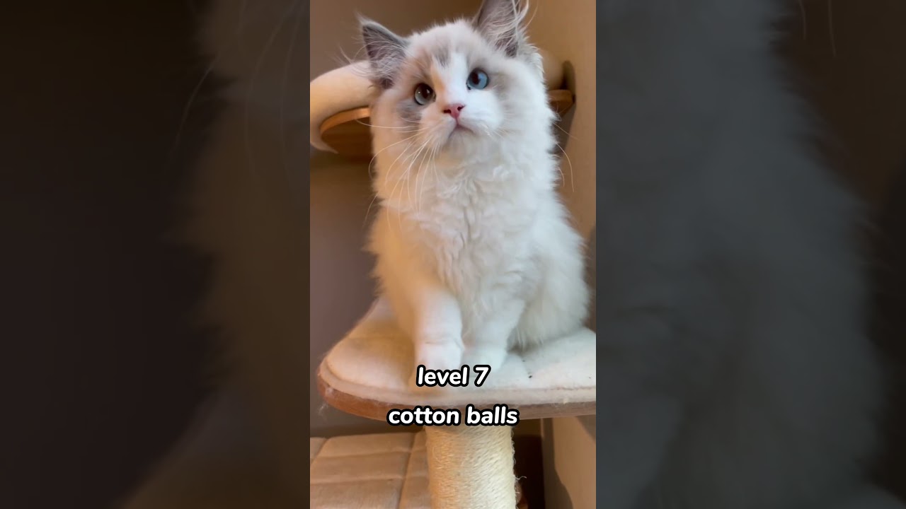 cats but they get fluffier ☁ 