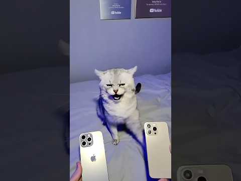 Spot The Real iPhone, Win It..