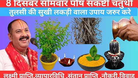 8 दिसंबर सोमवार पौष संकष्टी चतुर्थी के दिन तुलसी की सुखी लकड़ी वाला उपाय जरुर करे। Pradeep Mishra Ji.