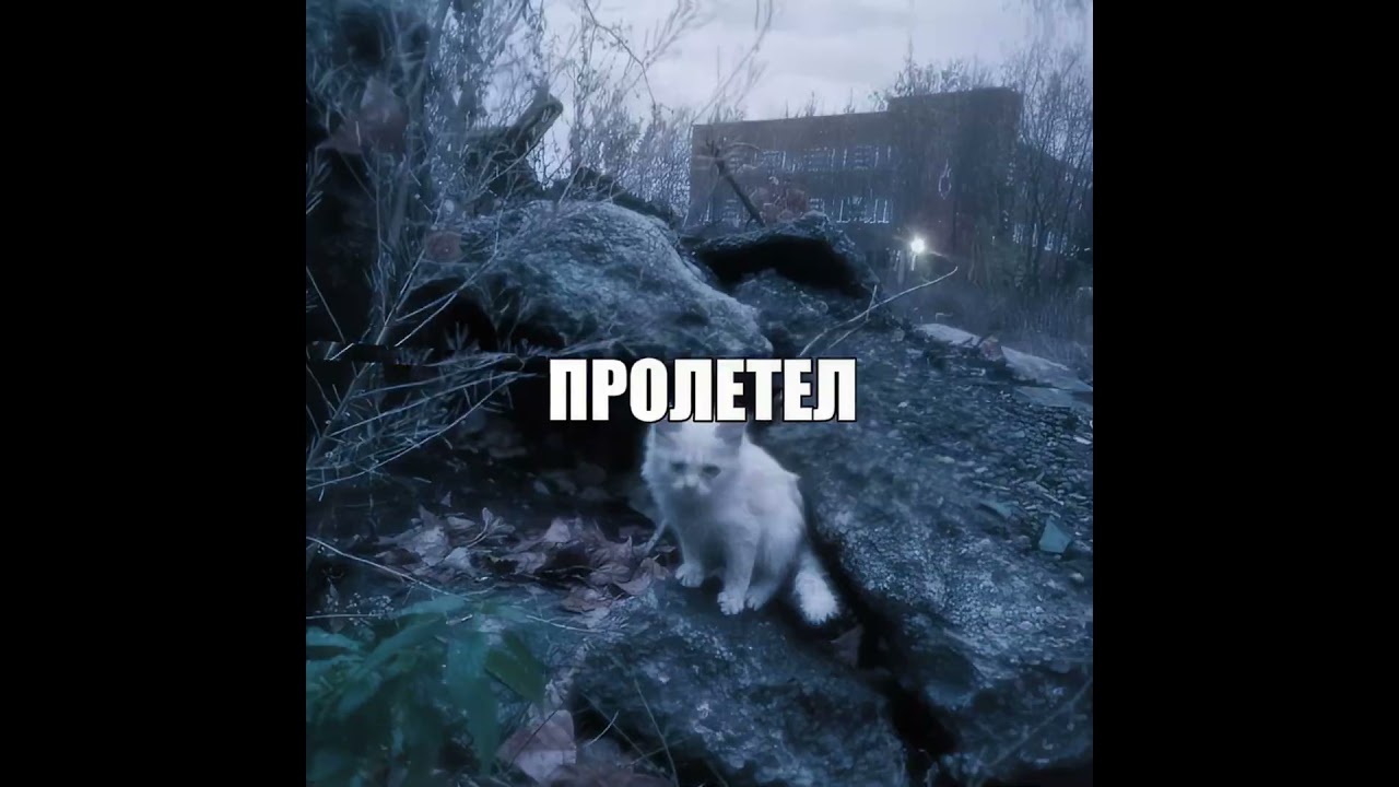 пресейв в тг pragmaTG 