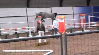 Young Bigstar Stallion Kwpn Test