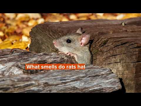 Video: Teiul respinge șobolanii?