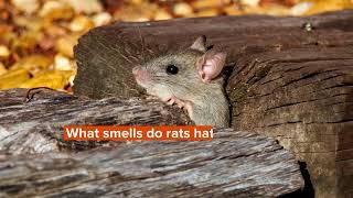 What Smells Do Rats Dislike? Here's How You Can Repel Rats!
