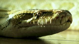 The Giant Anaconda Sucuriju Gigante