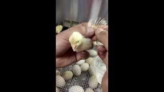 Vent sexing and wing sexing day old chicks. quick and easy