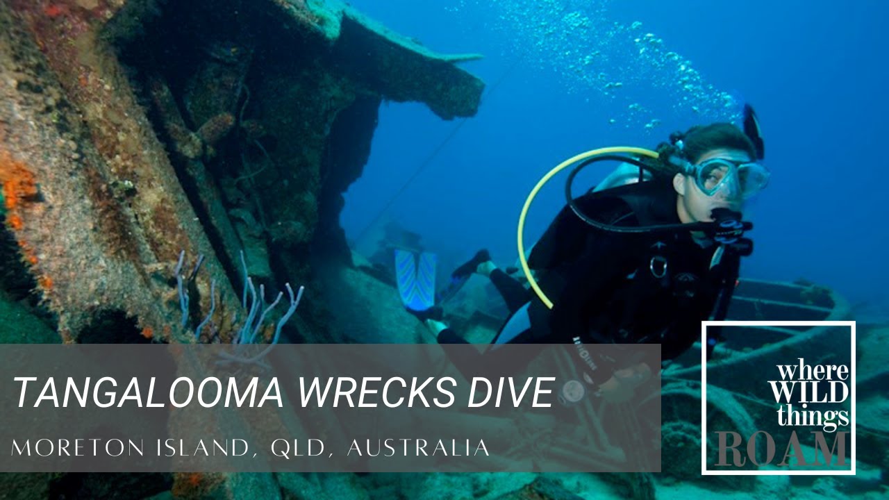 WILDTUBE - Tangalooma Wrecks Dive
