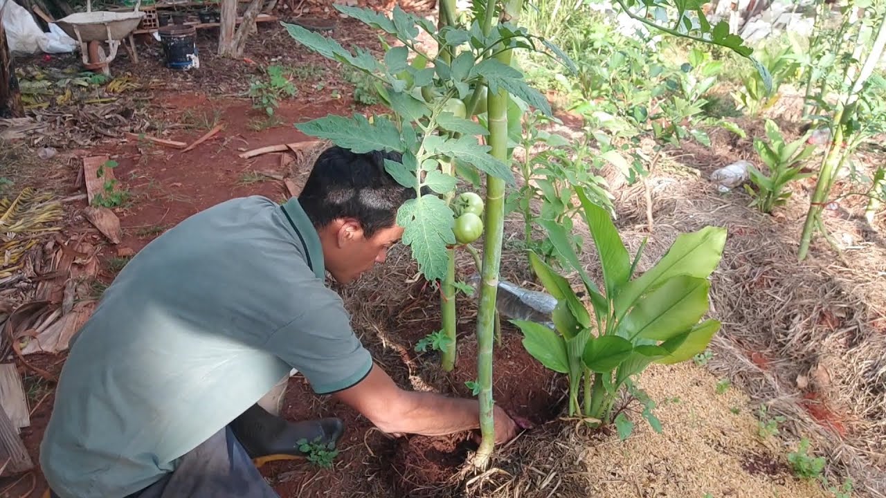 Adubando os tomates / vídeo repostado 