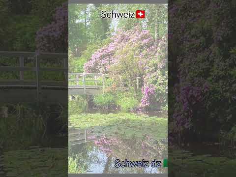 سورة الكهف ليوم الجمعة #Schweiz dz#