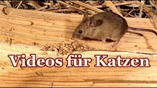 Videos für Katzen - Katzen tv Mäuse 😼 -🐭 screenshot 3