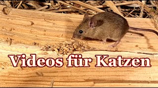 Videos für Katzen - Katzen tv Mäuse screenshot 5