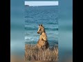 K'Gari (Fraser Island) ou L'île La Plus Dangereuse d'Australie