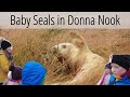 BABY SEALS! Motorhoming in Donna Nook