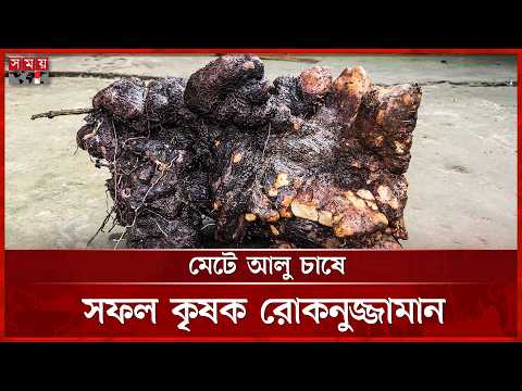১ টি আলুর ওজন ১ মণেরও বেশি! | Hili | Potato Cultivation | Agriculture | Somoy TV
