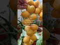 Yellow Barhi Dates#trending #healthylifestyle #fruit #dates #ytshorts #yt #rich #cholesterol #heart