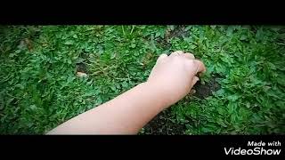 PAG AALAGA NG FROG GRASS