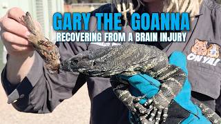 I Rescued a Prehistoric Predator: Here’s Gary