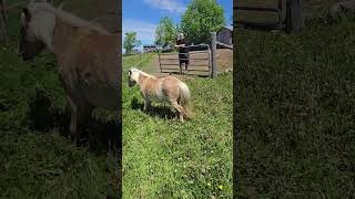 how many people does it take to get honey in off the grass each day? #miniaturehorse