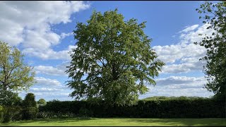 1 year time-lapse of our beech tree  (2025-2026)