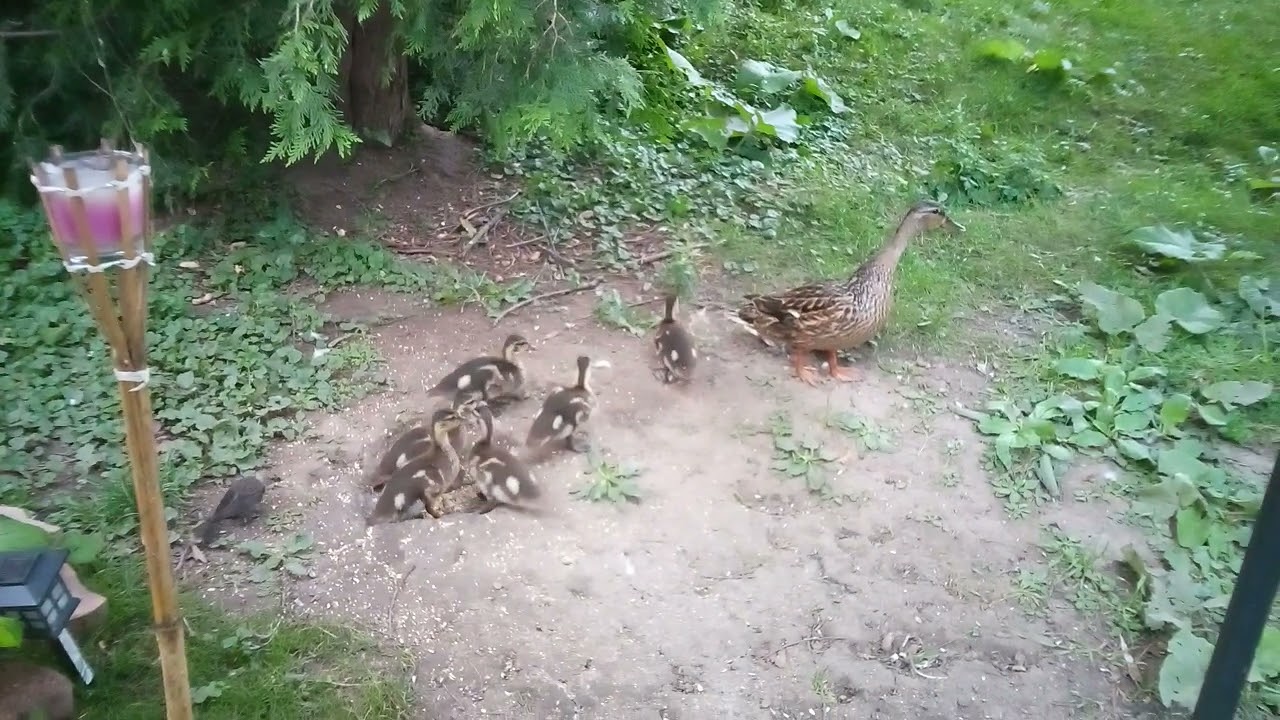 Ducks Doing Duck Things, and a Blackbird.
