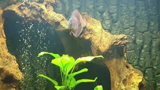 32:9 screensaver discus aquarium footage 3840x1080 ultrawidescreen