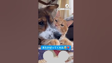 ニャンコからネズミを守ってくれるワンコ🐭｜PECO #犬と猫  #保護犬 #保護猫 #犬と猫のいる暮らし #catanddog  #rescueddog #rescuedcat