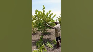 How to Prune Guava Trees / Guava Cultivation