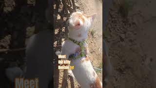 #Bootsie#catsofyt#cat#kitty#catwalks#nature#outdoors#fun#sun#merow#furbaby#viral#yelloweyes#fyp#fy