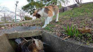 公園で遊び廻る子猫達についていってみた