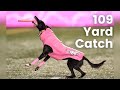 Sailor the touc.own dog sets record for the longest catch at a live sporting event