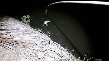 ( P9 ) Câu cá lóc đêm bằng vịt con, cá táp thấy mê. Snakehead Fishing With Ducklings. Part 9