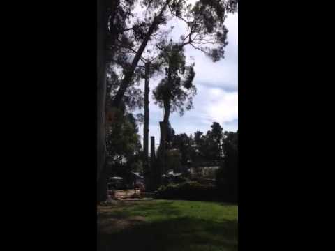 King Pool eucalyptus coming down