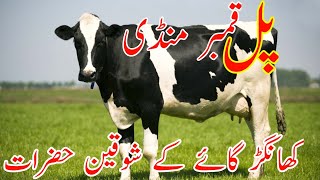 Pull Qambar Mandi | Khanger Cow NewUpdate| Dairy Lovers | Friesian Khanger  🐄 Cow For Sale Mandi