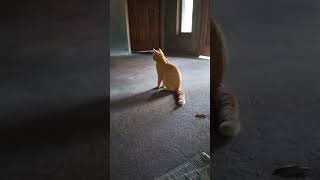 Si Oyen lagi mager seharian d rumah terus #kucinlokal #kucinglucu #catlovers #catvideo