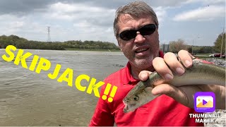 Skipjack Update 4-14-25