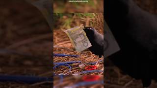 Bower Bird’s Amazing Trick to Attract a Mate! #shorts