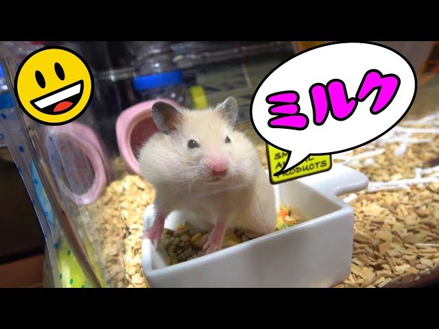 ekityamonちゃんです☆ハムステッドサマーグリーン ハムちゃんのプチぜい沢アソートCセット ML‐590: 200｜業務用