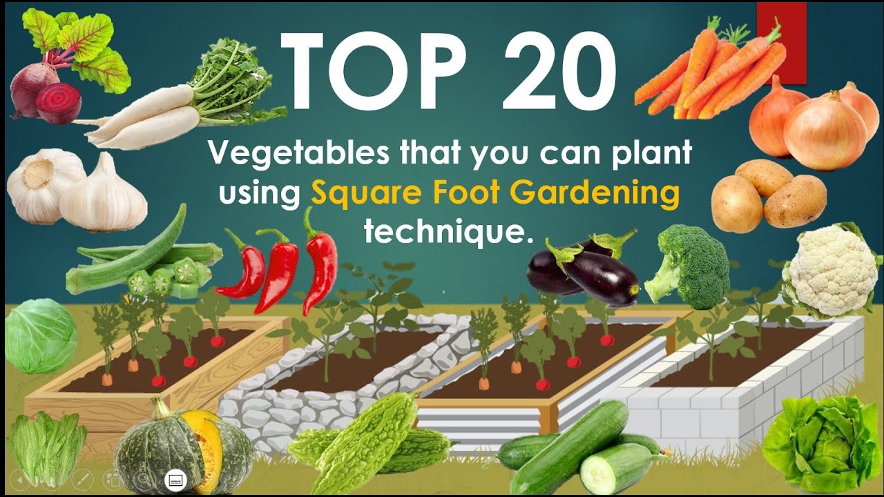 TOP 20 Vegetables that you can plant using SQ FOOT GARDENING technique