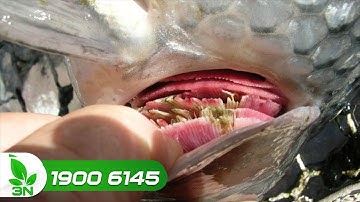 Trị bệnh thối mang cho cá trắm giai đoạn giao mùa | VTC16