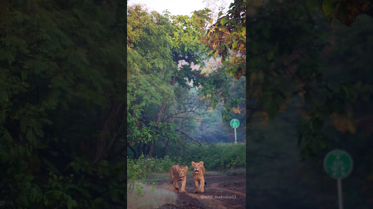 lion Cubs  morning walk  //sasangir #asiaticlion #wildofgir #lion #lionking