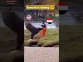 الصراع في باب المندب ابن اليمن قدها Funnyvideo Yemen Fun مضحك 