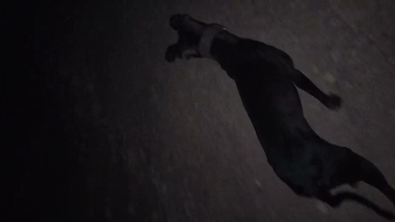 Raiderette in the shadows of the night 