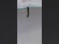 Caterpillar to Chysalis - monarch