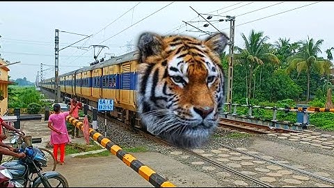 Furious Angry Tiger Speed : Sealdah-Jangipur Memu Dangerous Aggressive Passing Throughout Railgate