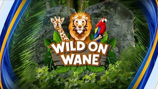 Wild on WANE 15+ Episode 6