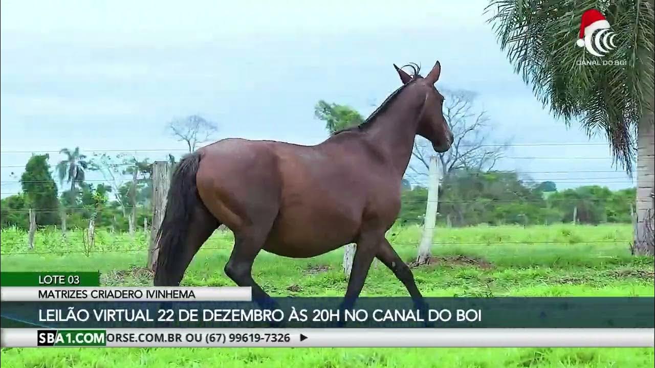 Taquari Leilões realiza na próxima segunda às 20h o Leilão de Matrizes Criadero Ivinhema