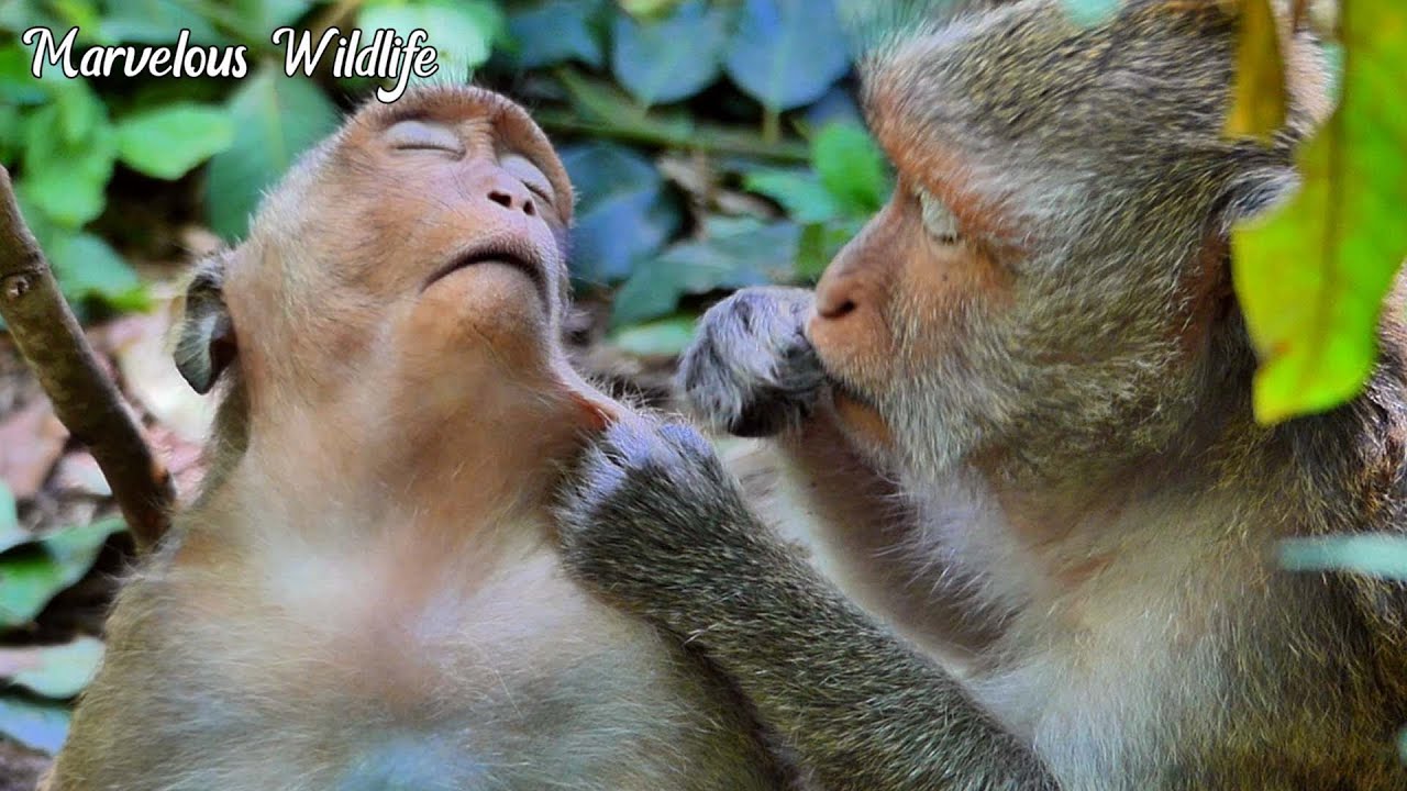 Fat Jinx monkey got full pay close attention & s+ucking fur from mother, Jinx almost bald again