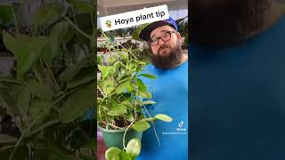 Hoya Tips and Tricks: Root bound